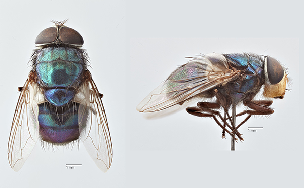 Male screwworm fly