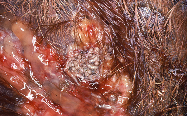 screwworm lavae in wound