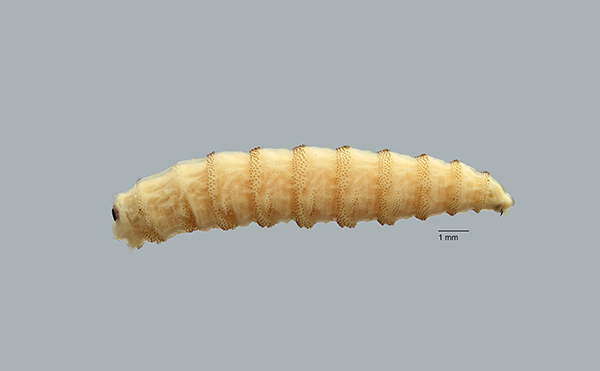 screwworm larvae