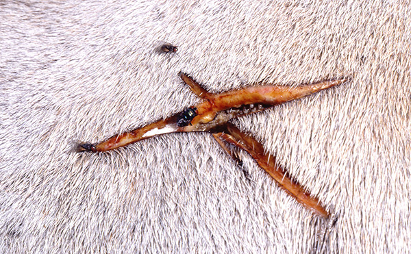 Screwworm flies laying eggs in a wound