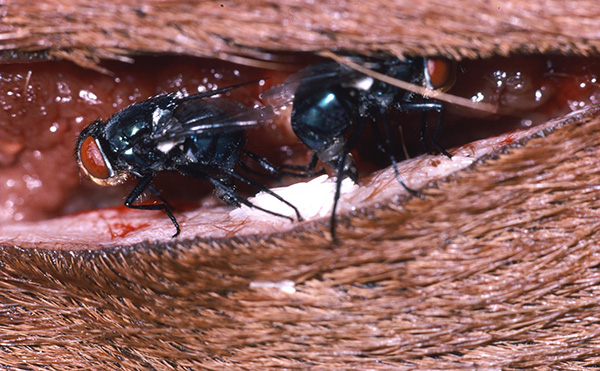 Screwworm flies laying eggs in a wound