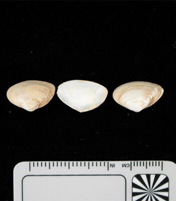 Amur River clam (Potamocorbula amurensis) Photo credit: Evan Rees (NABS Aquatic Officer, Northern Australia Quarantine Strategy)