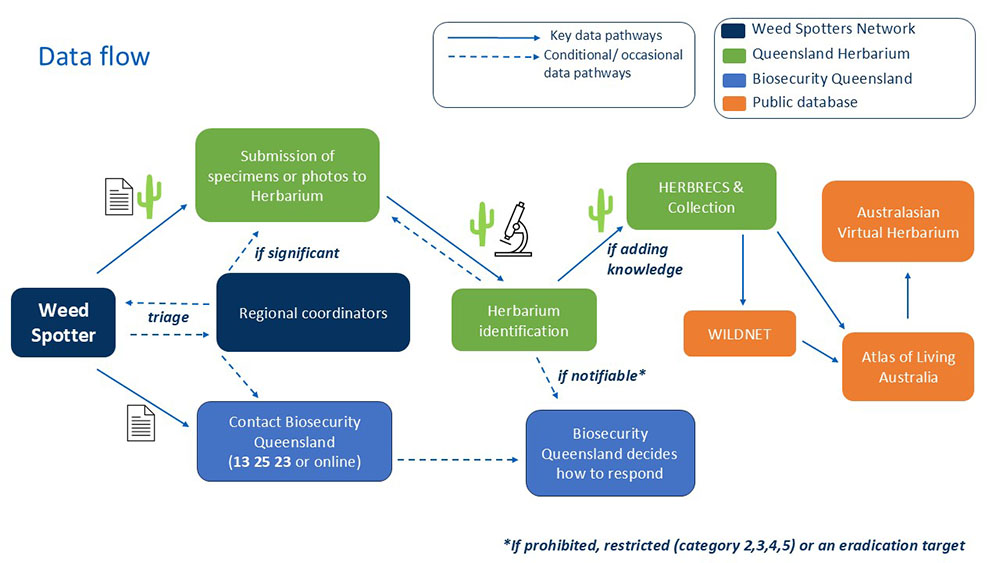 This diagram shows how data moves from people who report weeds through different pathways for identifying notifiable weeds and deciding on a response. Weed Spotters send specimens or photos to the Queensland Herbarium for identification. They might also contact Biosecurity Queensland by phone (13 25 23) or online who then decide how to respond. Weed Spotters may contact Regional Coordinators, who triage and either contact Biosecurity Queensland or send specimens or photos to the Queensland Herbarium for identification. The Queensland Herbarium team identifies the weed species. If the weed is notifiable (prohibited, restricted—Category 2, 3, 4, 5—or targeted for eradication), the Herbarium informs Biosecurity Queensland, who reviews the identification and decides how to respond. If the weed adds to knowledge, the Herbarium records the data in HERBRECS and the collection database. This information is shared with WILDNET, Atlas of Living Australia, and the Australasian Virtual Herbarium.