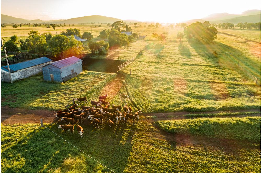 Agriculture on a roll, but where to next? DAFF