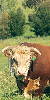 a harvester in a field