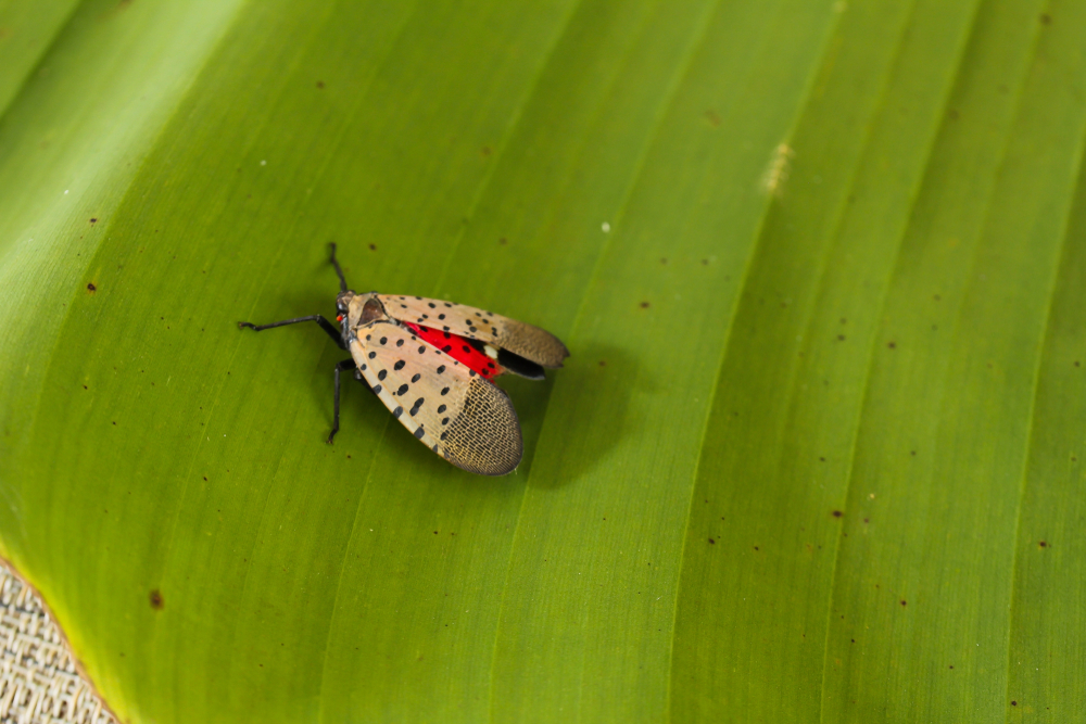 Image of a small beetle on a leaf