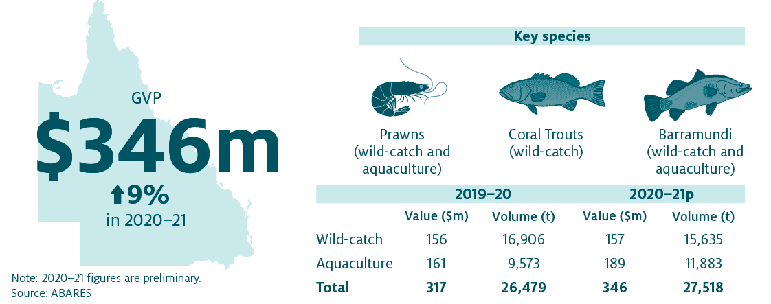 Shows that the combined value of Queensland’s fisheries and aquaculture production increased by 9% in 2020−21 to $346 million. The key species produced in Queensland are Prawns (wild-catch and aquaculture), Coral Trouts (wild-catch) and Barramundi (wild-catch and aquaculture).