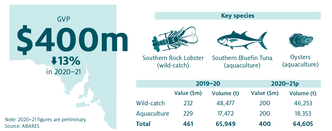 Shows that the combined value of South Australia’s fisheries and aquaculture production decreased by 13% in 2020–21 to $400 million. The key species produced in South Australia are Southern Rock Lobster (wild-catch), Southern Bluefin Tuna (aquaculture) and Oysters (aquaculture). 