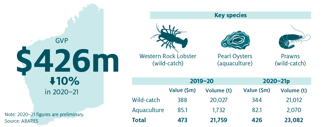  Shows that the combined value of Western Australia’s fisheries and aquaculture production decreased by 10% in 2020–21 to $426 million. The key species produced in Western Australia are Western Rock Lobster (wild-catch), Pearl Oysters (aquaculture) and Prawns (wild-catch). 