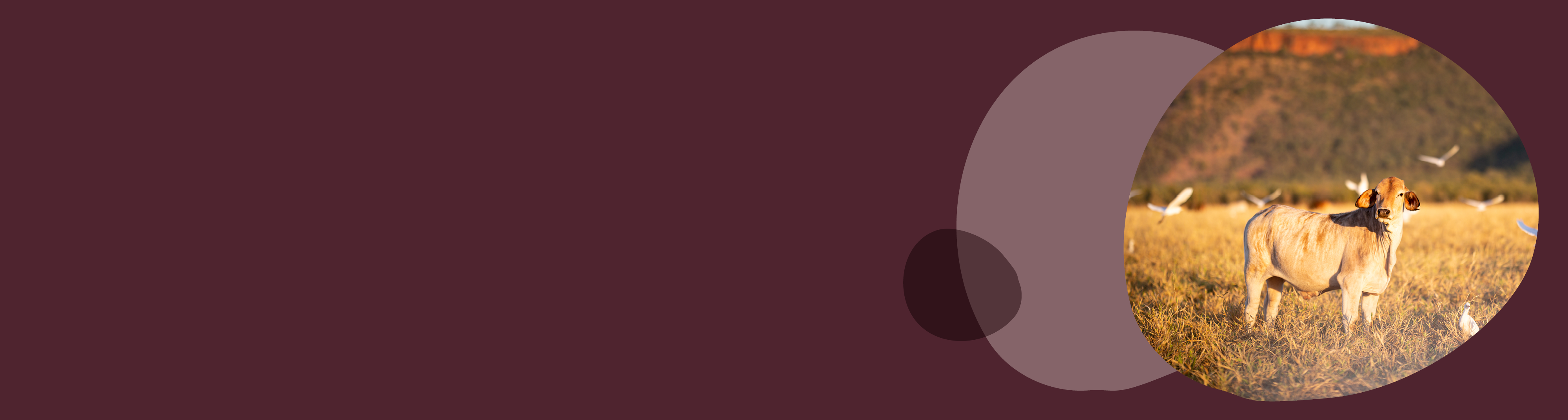 Homepage slider banner