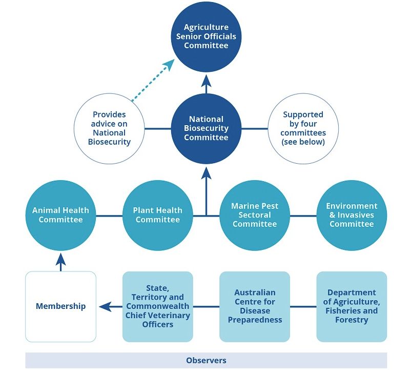: Flow chart showing AHC’s membership and interaction with other committees. AHC members include the Chief Veterinary Officers (CVOs) of the Commonwealth, states and territories, along with representatives from the CSIRO Australian Centre for Disease Preparedness and the Department of Agriculture, Fisheries and Forestry. There are also observers from Animal Health Australia, Wildlife Health Australia and the New Zealand Ministry for Primary Industries. AHC sits alongside Plant Health Committee, the Marine Pest Sectoral Committee and the Environment and Invasives Committee. These committees sit underneath the National Biosecurity Committee, which provides advice on national biosecurity to the Agriculture Senior Officials Committee.