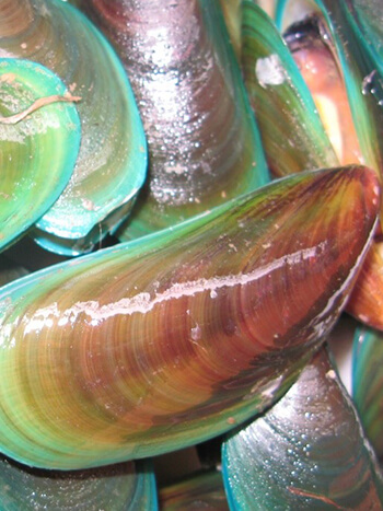 Perna viridis (Asian green mussel). Photo credit: Ashley Coutts