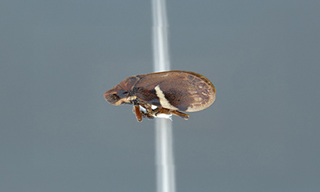 photo of xylella bacteria