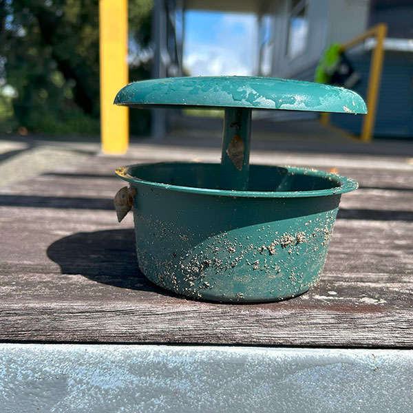 A snail trap with a Bulimulus snail climbing up the side.