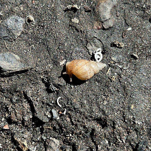 A Bulimulus snail on the ground at the Port of Brisbane. The rope like substance beside it is snail excrement.