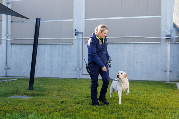Biosecurity woman exercising a labrador
