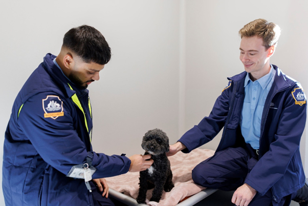 2 male biosecurity officers patting a small black poodle puppy.