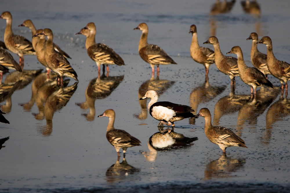 birds