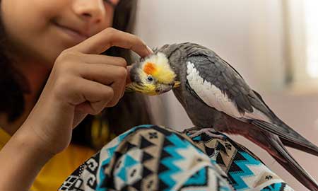 Girl scratching a cockatiel's head