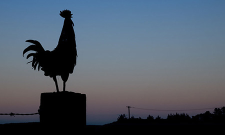 Silhouette of a roster standing on a tree stump at dawn