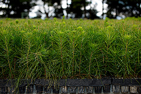 term paper about sustainable agriculture Decorative image