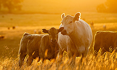 term paper about sustainable agriculture Decorative image