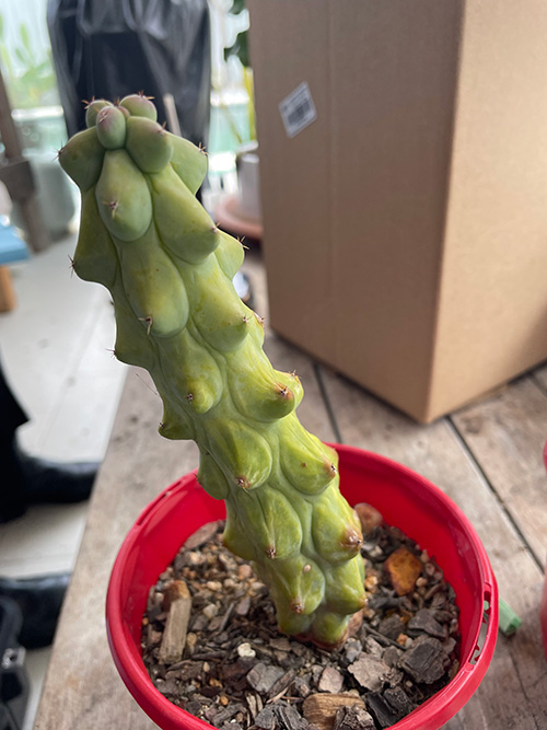Cactus in a red bucket