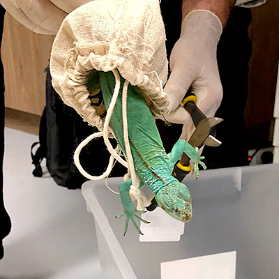 Iguana recovered during Operation Cascade