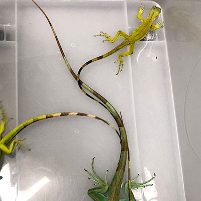 Iguanas recovered during Operation Cascade