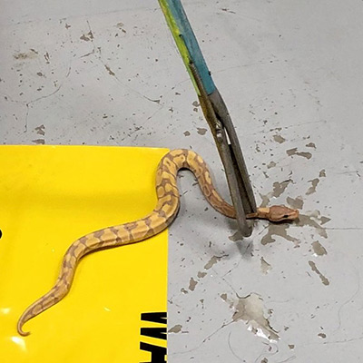 Python recovered during Operation Cascade