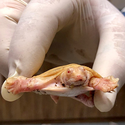 Softshell turtle recovered during Operation Cascade