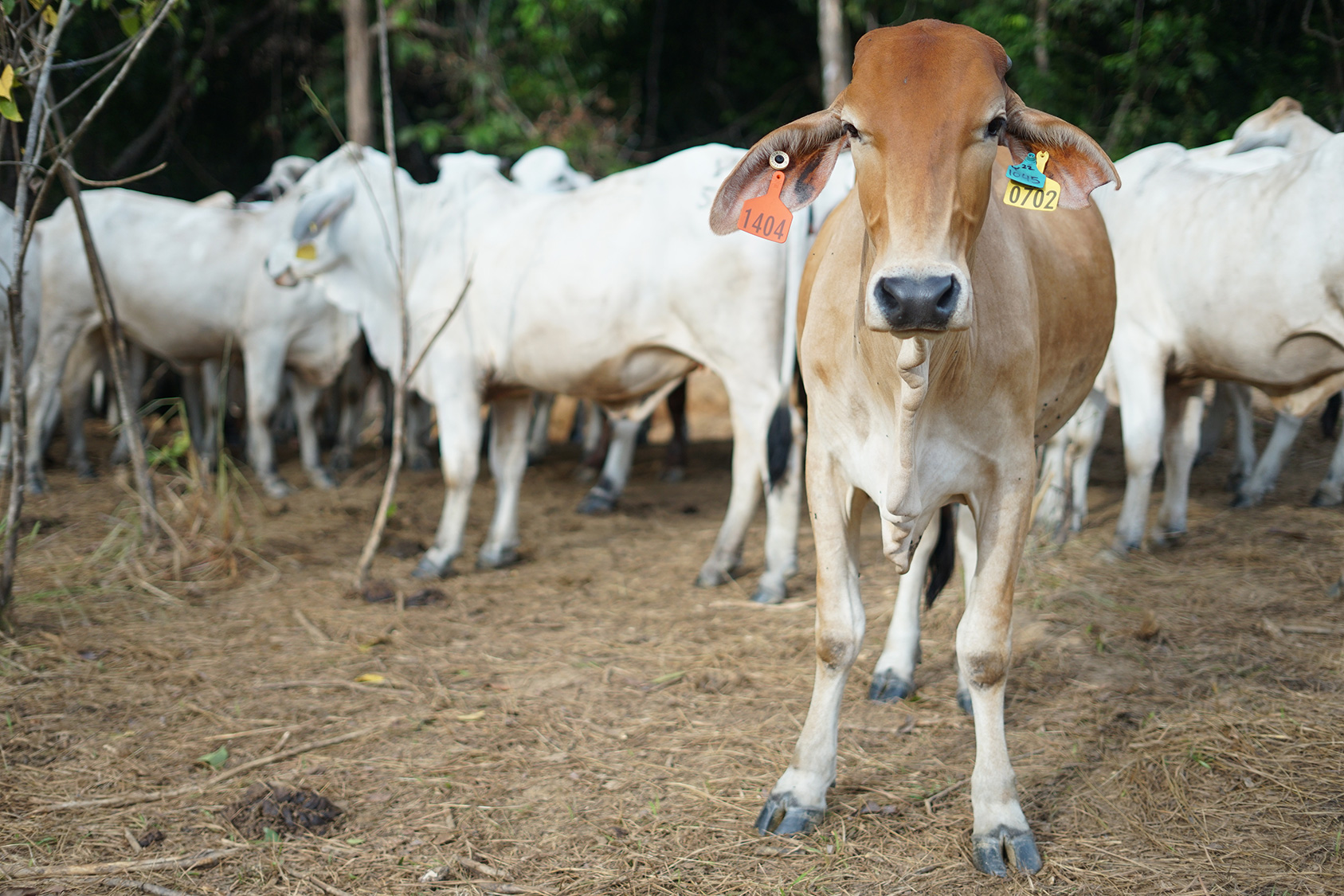 cattle