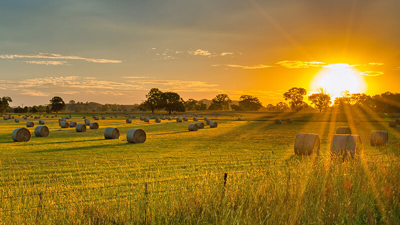 Hay bales