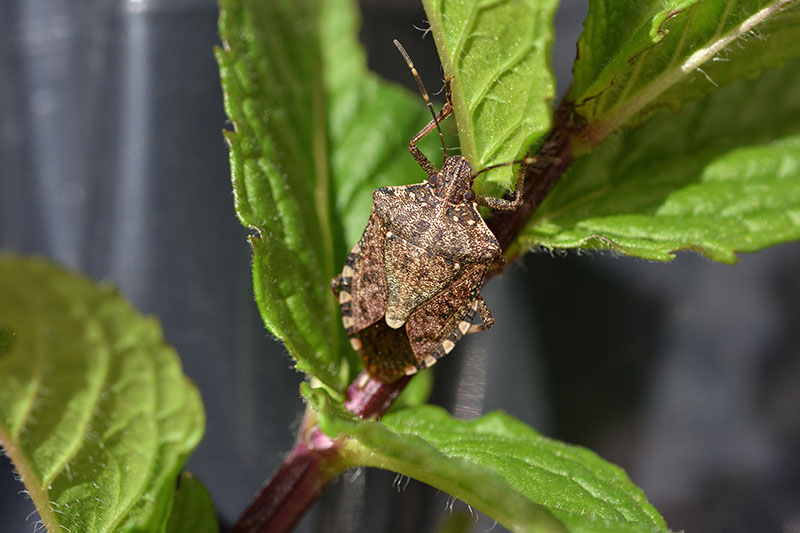 Brown marmorated stink bug