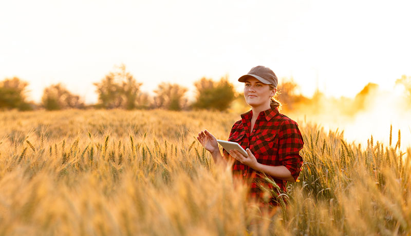 Wheat field at sunset