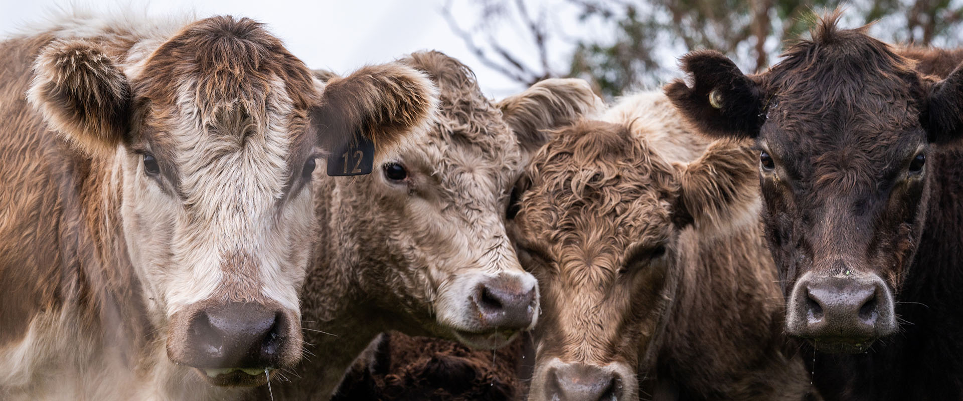 Cows grazing on grass and hay in Australia