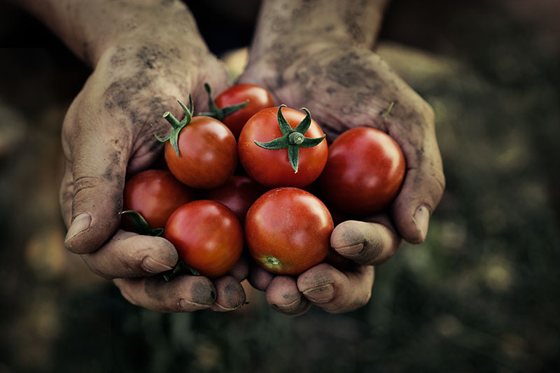 A crop of tomatoes