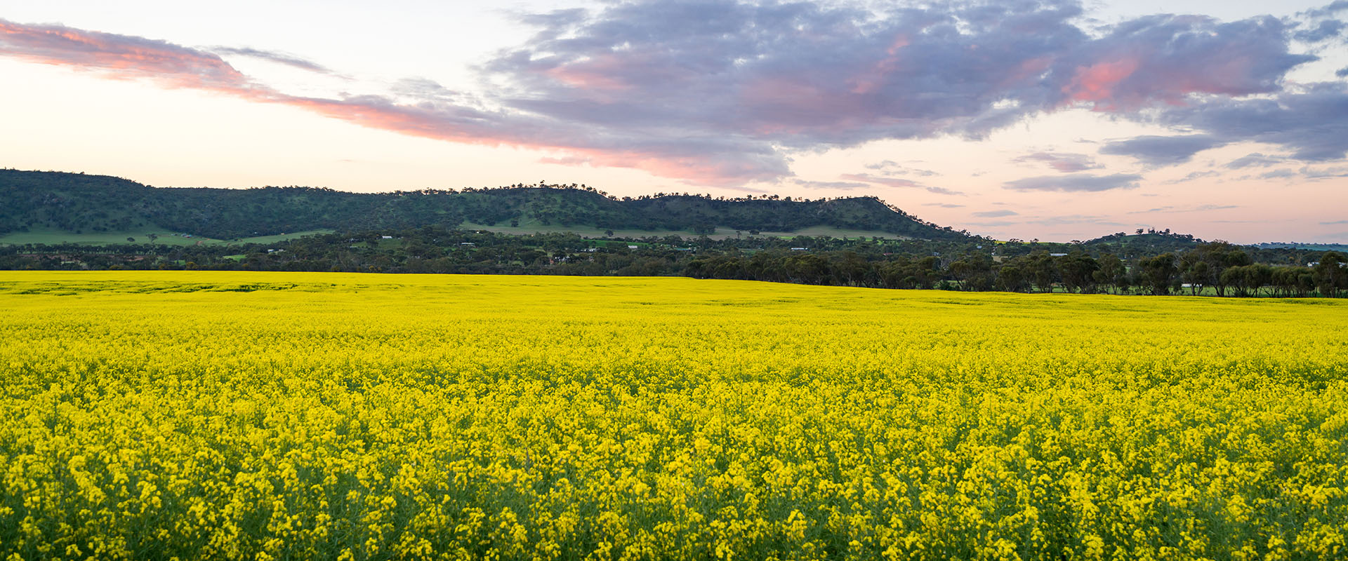 A canola field