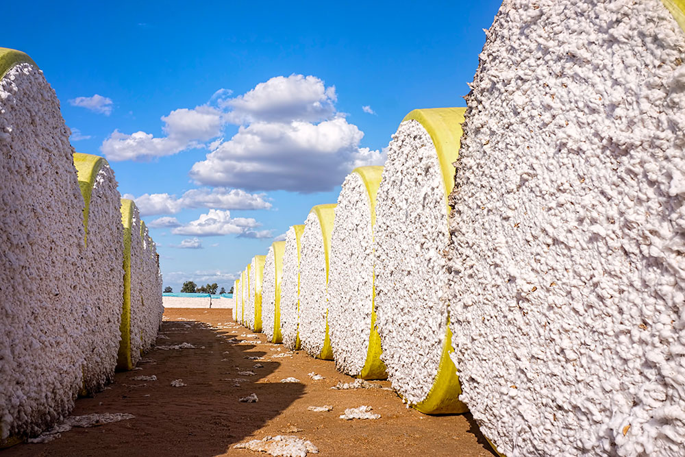 Cotton bales in a field