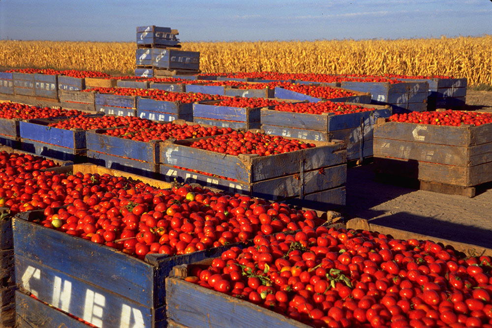 Tomatoes in crates in a field