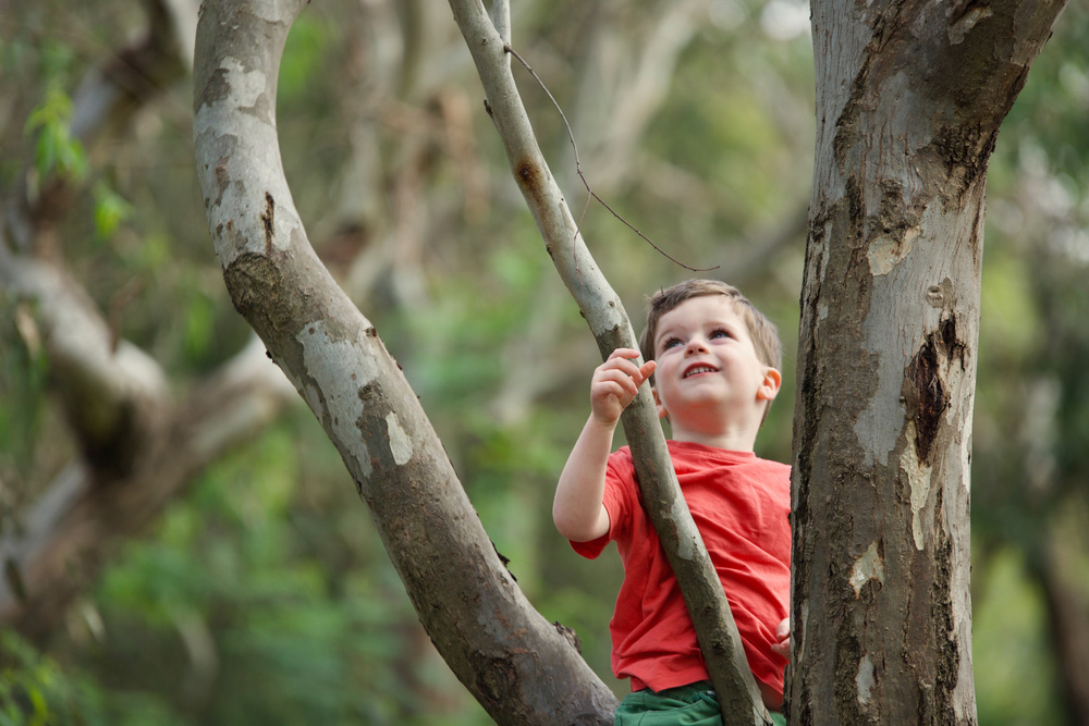 A child in a red shirt climbing a tree