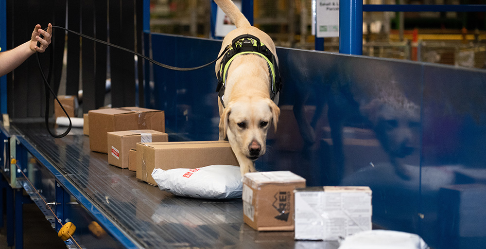 A detector dog on duty