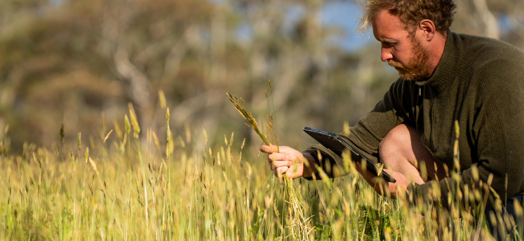 Man in a field of wheat