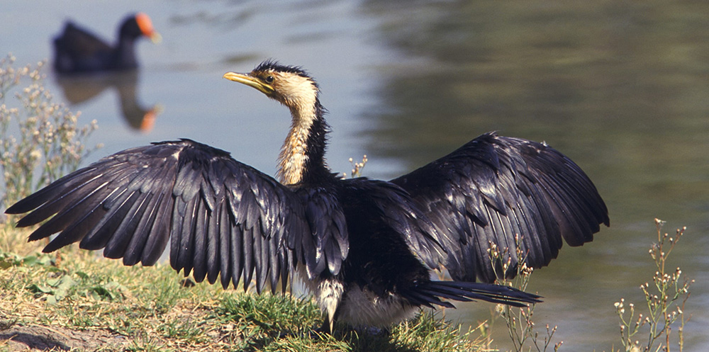 Little Pied Cormorant on a river bed with it's wings spread