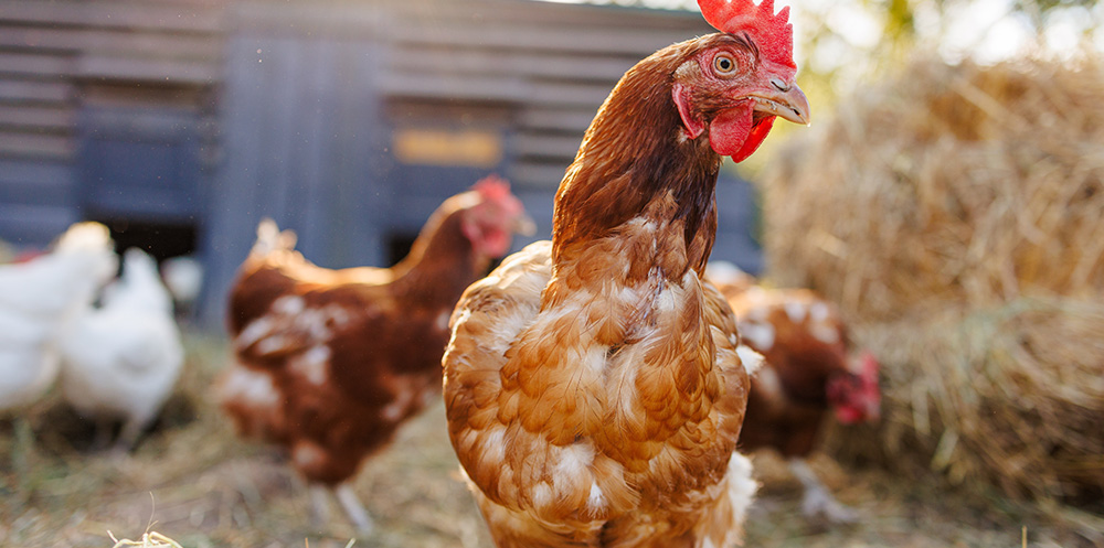 Chickens in a backyard coop