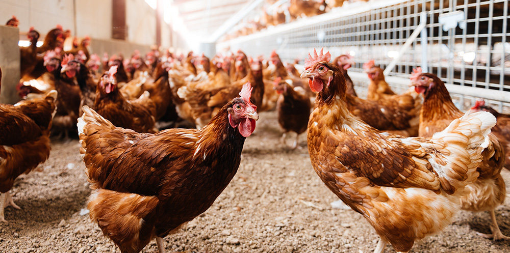 A large number of poultry farm chickens
