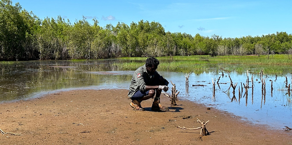 Thamarrurr Indigenous ranger collecting samples to test for avian influenza NAQS