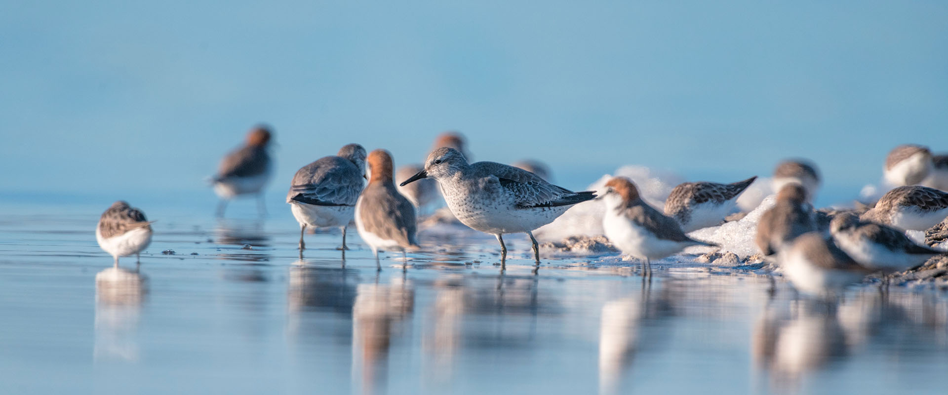 Flock of birds on water