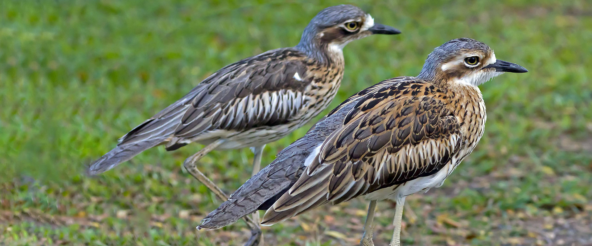 2 Bush Stone-curlew (Burhinus grallarius)