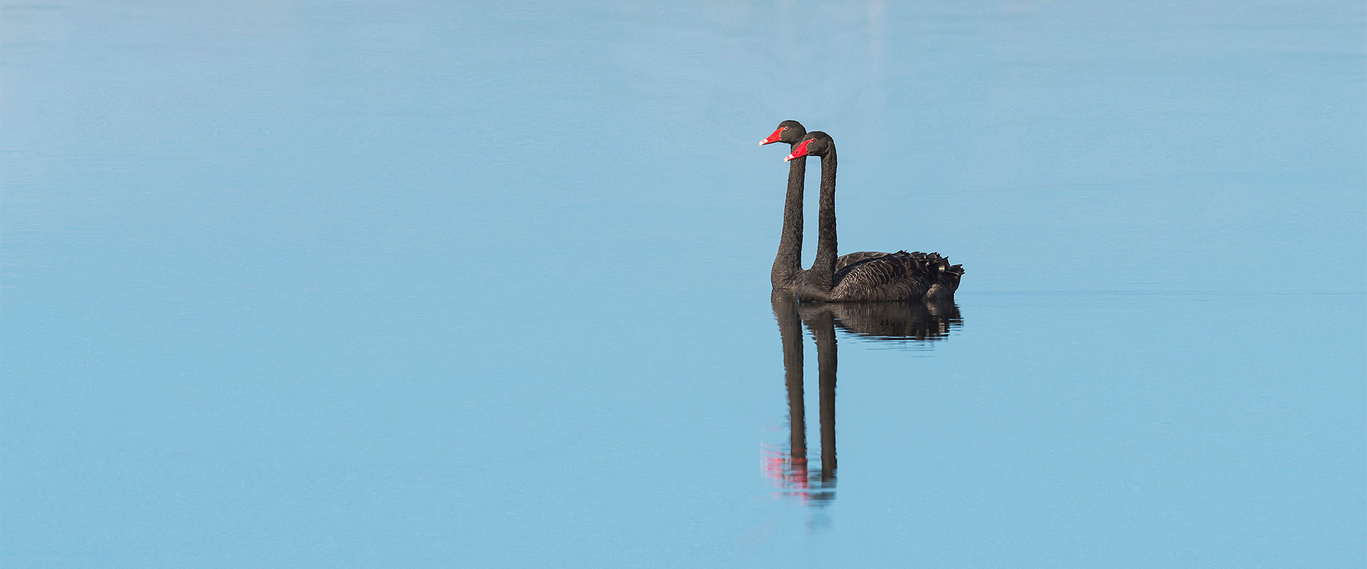 Black swans